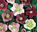 Lenten Rose hellebore