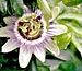 Passionflower 'Blue Crown'
